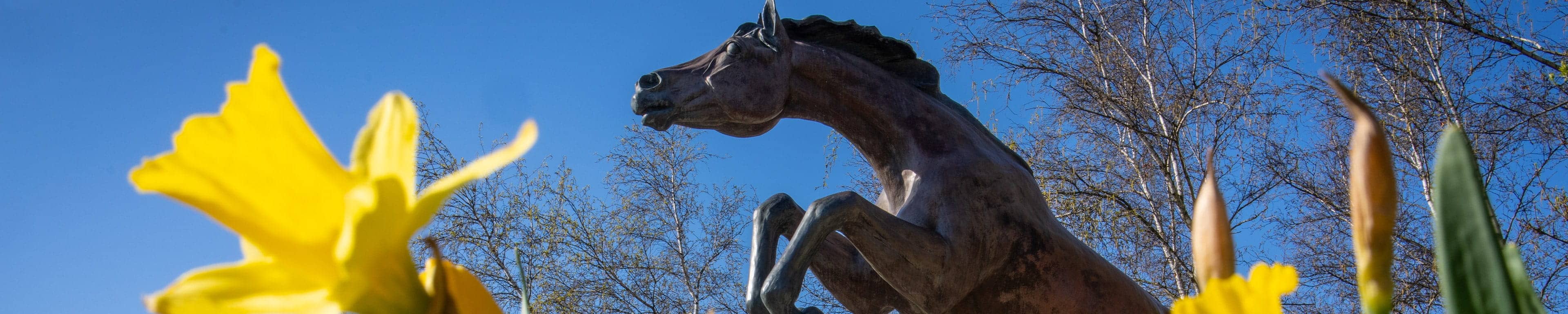The bronco statue in sunlight with yellow flowers in the foreground.