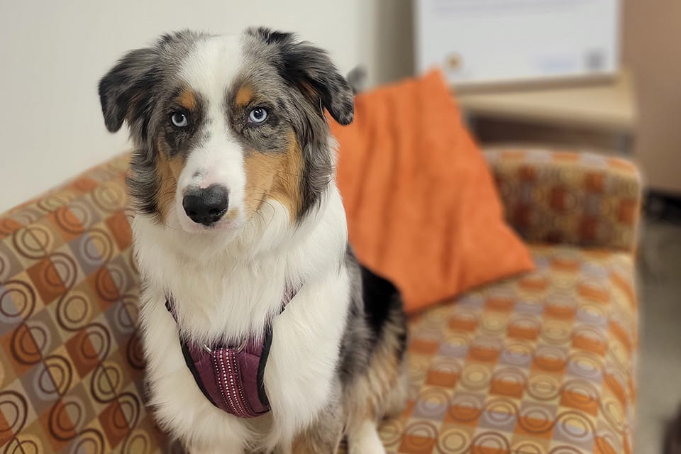 The best pup of the AABP program posing for the camera on a couch. 