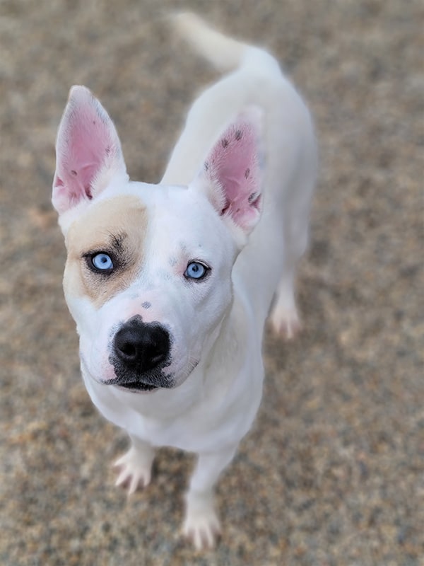 An adorable white dog with a tan patch and blue eyes.