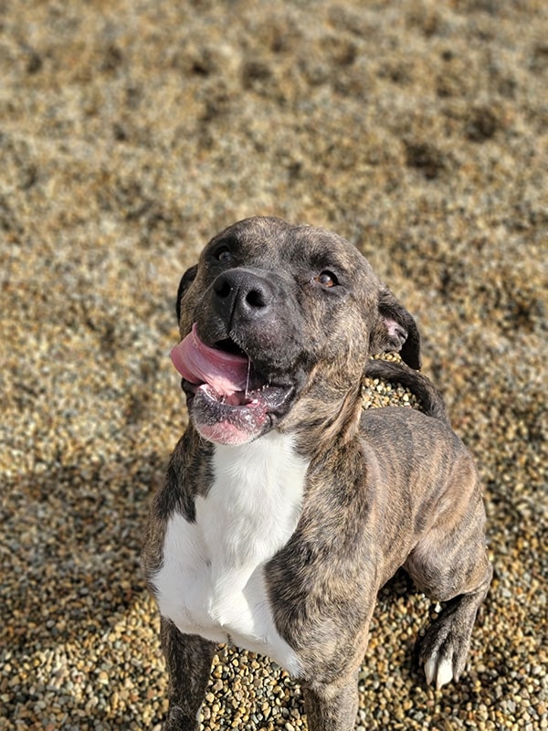 Brindled dog with white chest smiling and sticking tongue out.
