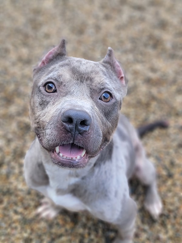 Good little grey and tan pitbull smiling while looking into the camera. 
