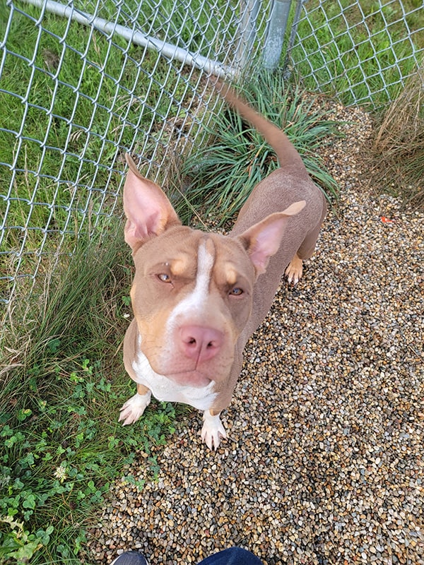 A handsome little brown and tan mix dog with white highlights.