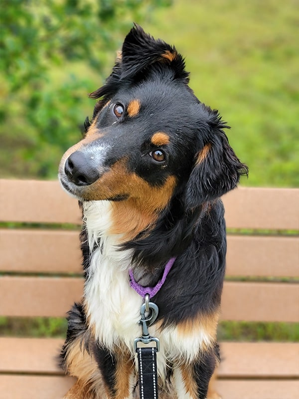 A cute little border collie mix tilting its head inquisitively at the camera. 