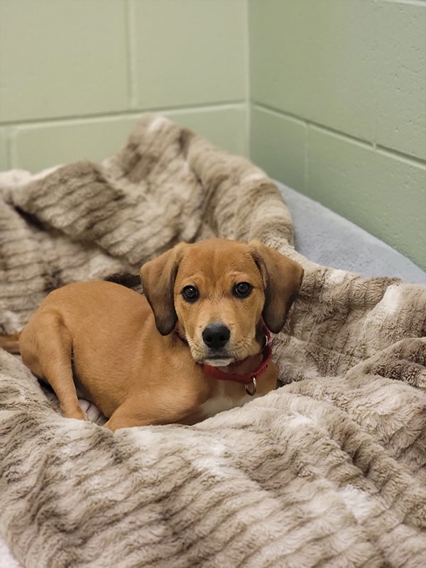 A cute tan puppy sitting in a blanket bed. 