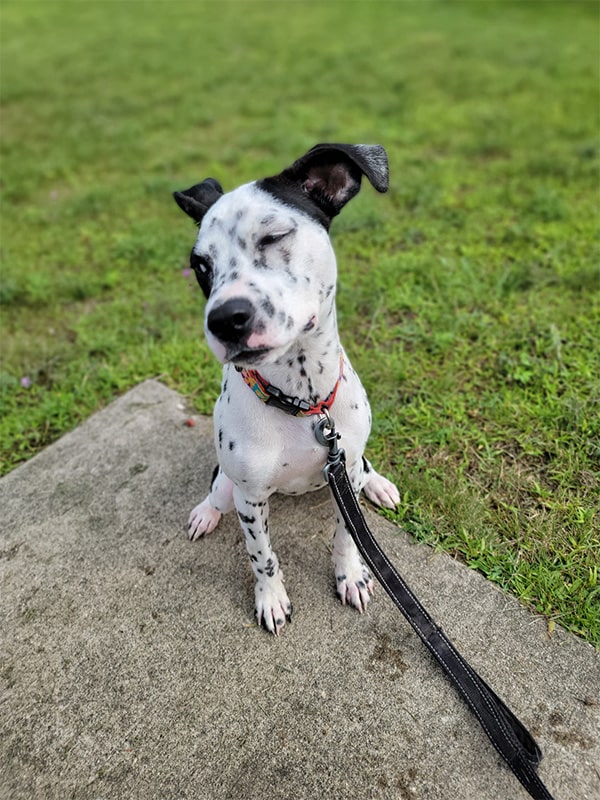 A spotted white dog striking a pose for the camera while on leash.