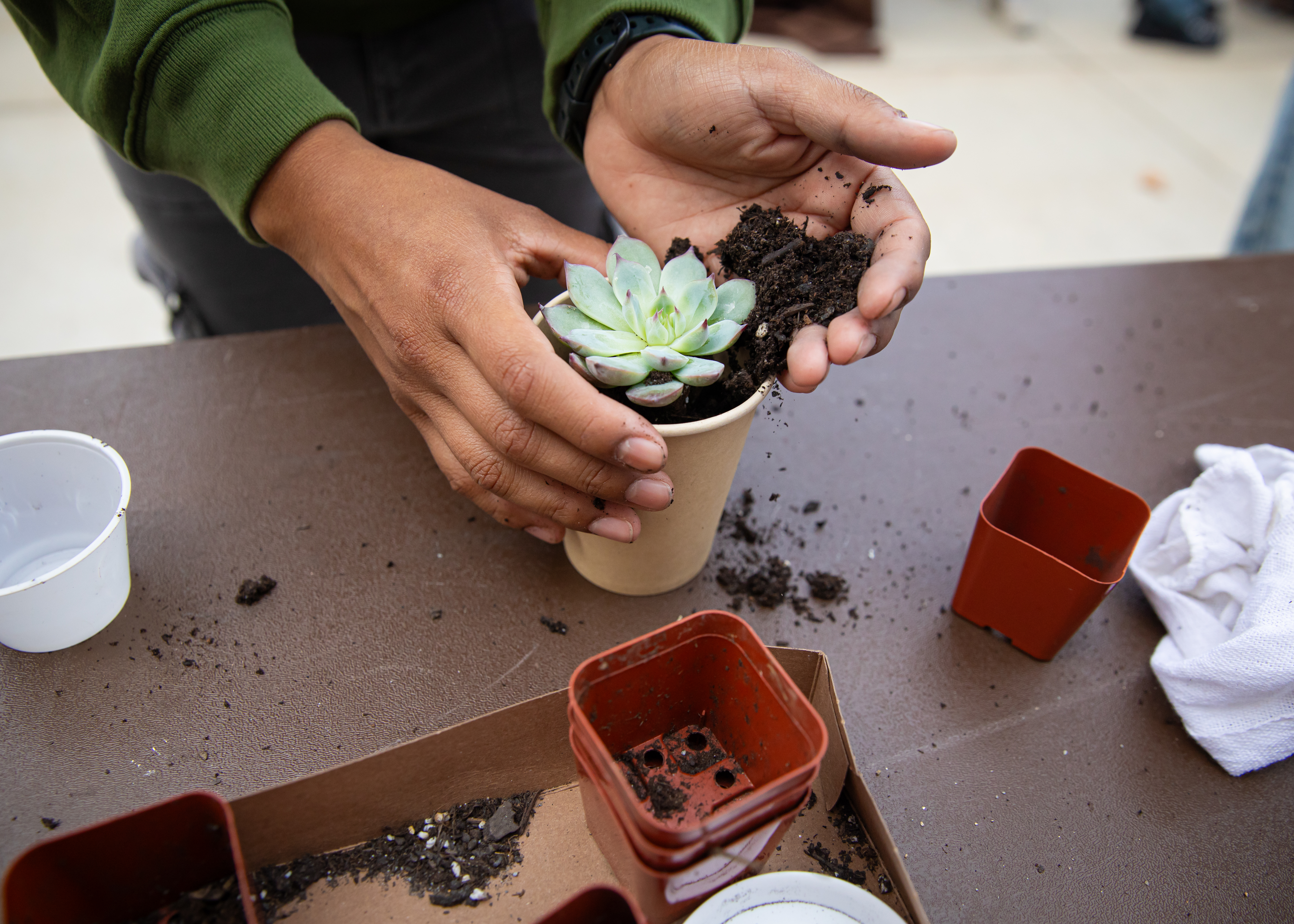 person holding plant