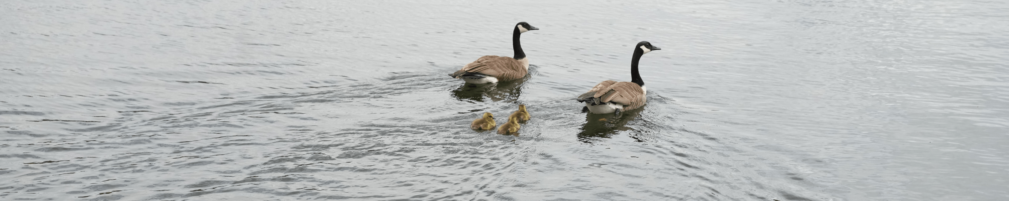 Two ducks swimming with their ducklings