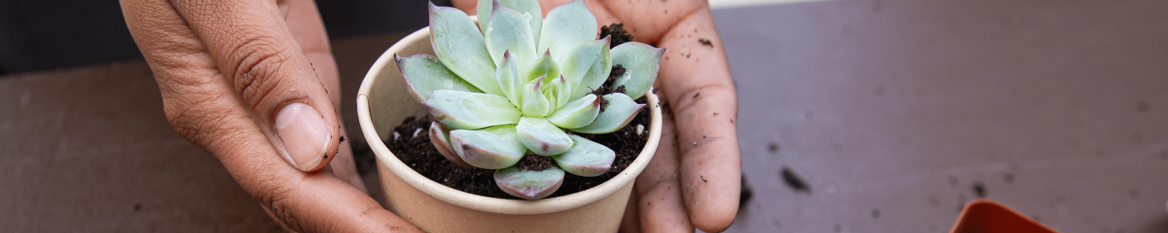 Two hands holding a small succulent potted plant