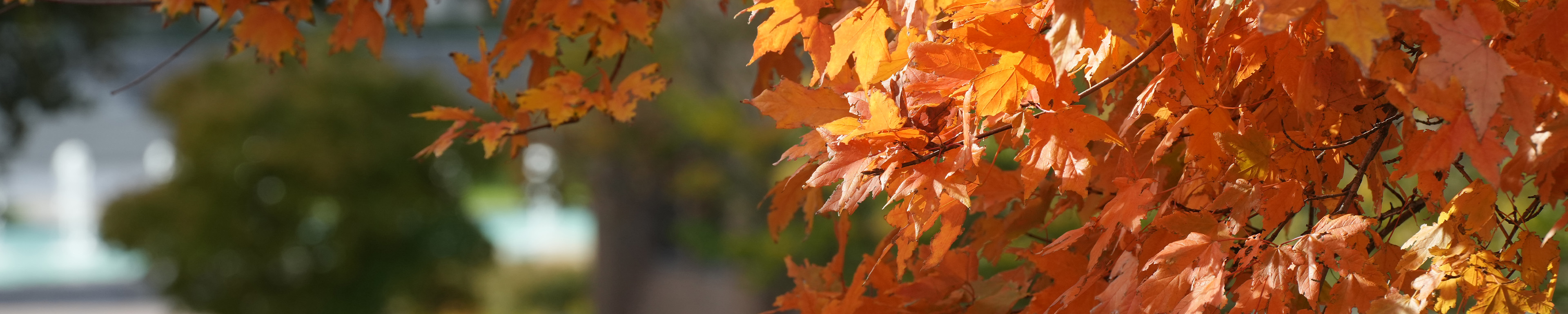Fall leaves on campus at WMU.