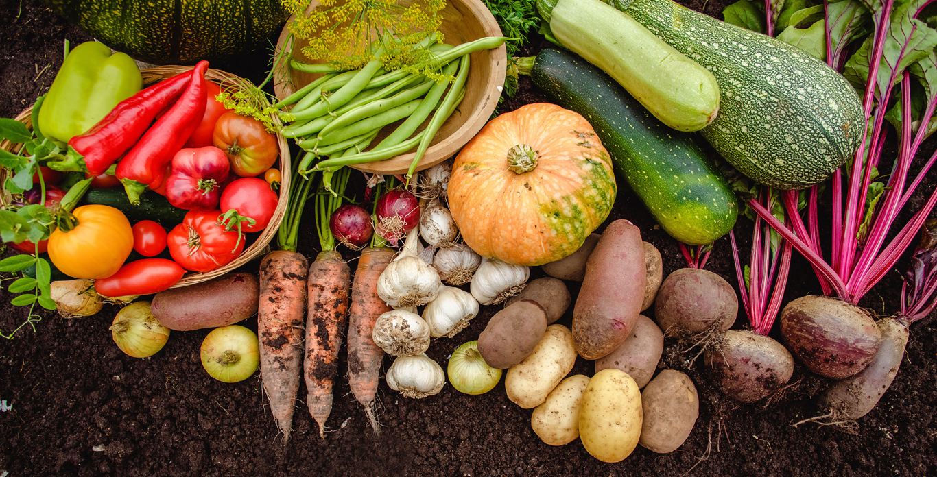 Peppers, carrots, potatoes, onions, squash, turnips all laying on the dirt