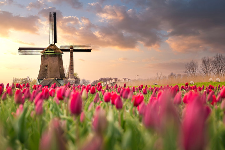 Dutch windmill in field of tulips
