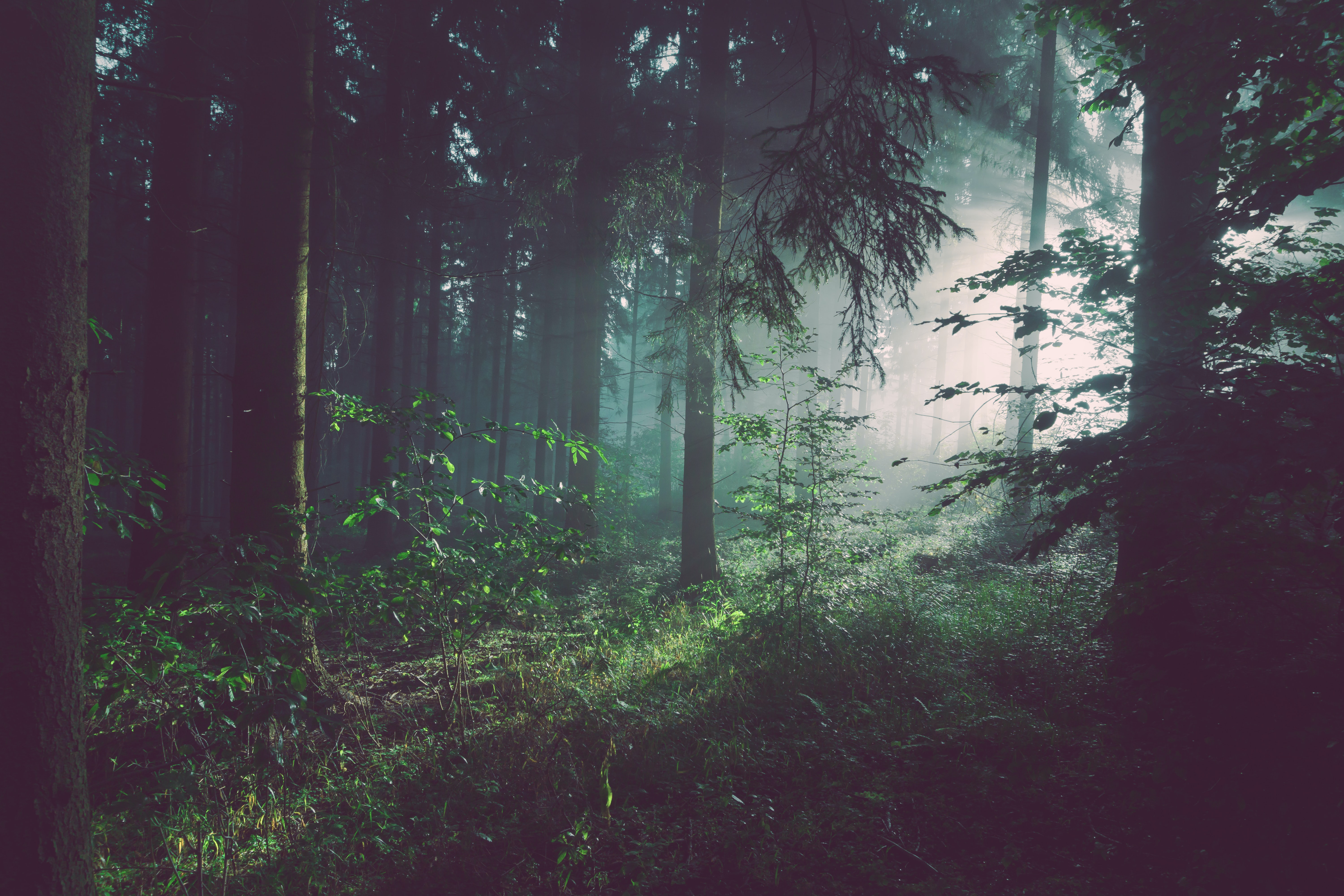 Photograph of a forest by Sebastian Unrau.