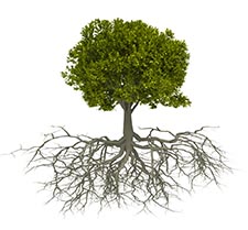 Tree with roots
