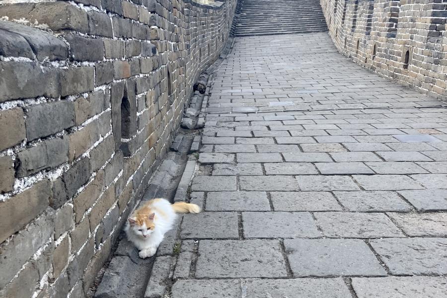 cats_on_the_great_wal