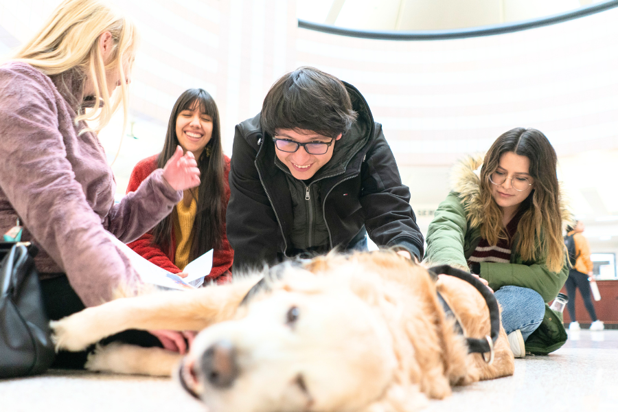 A group of students pet Sunny the therapy dog at the library