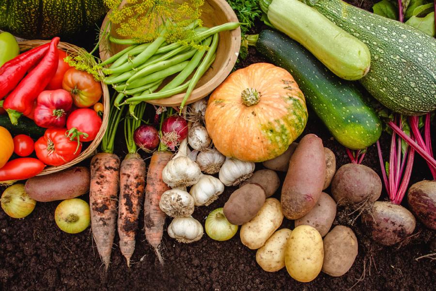 Peppers, carrots, potatoes, onions, squash, turnips all laying on the dirt