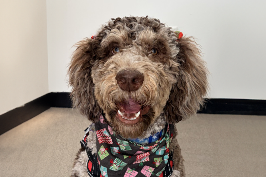 Mocha the therapy dog