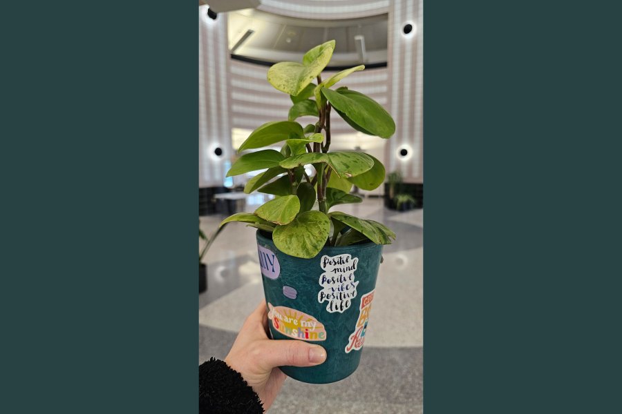 Student's hand holding small plant that can be checked out at Waldo Library to keep them company during study sessions.