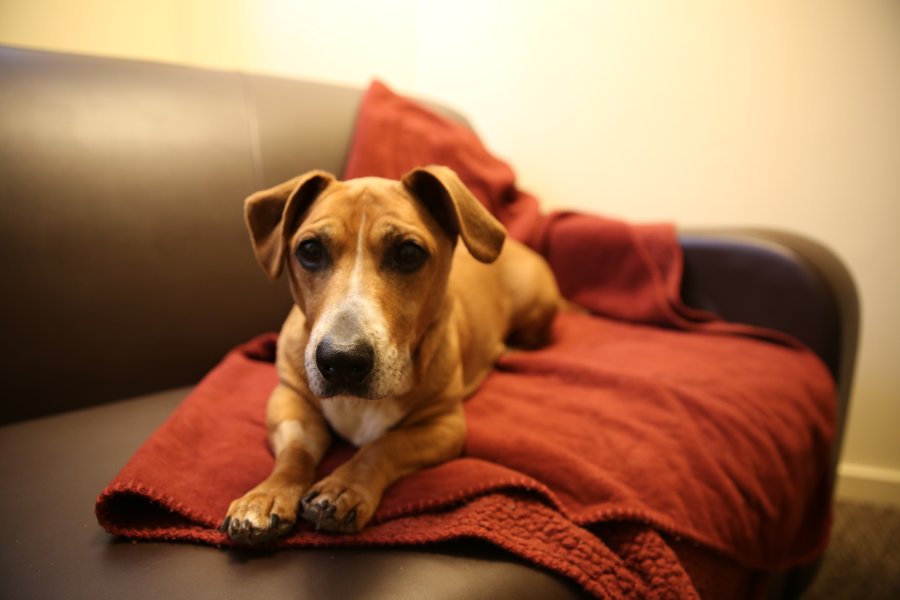 A tan dog sitting on a red blanket in a Stadium Drive Apartments living room.