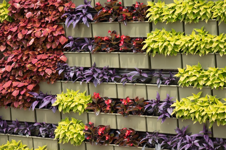 Plants are growing out of the live wall that is on the side of Valley Dining Center in June 2025.