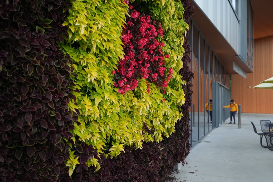 An evening at Western sets up beautiful scenes on Main Campus. The Living Wall at the Valley Dining Center is seen.