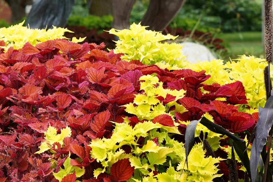 Summer flowers on campus