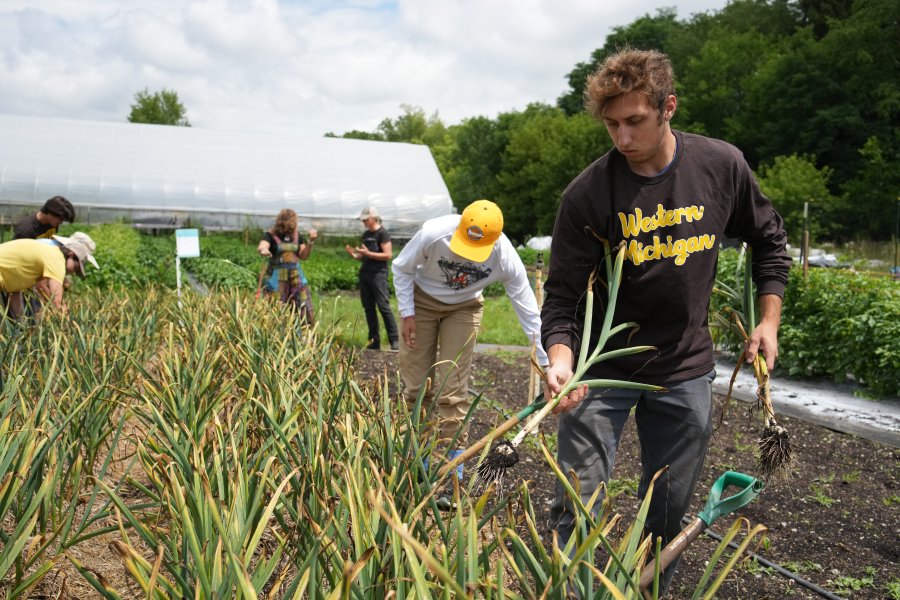 a dark haired male student harvests plants in a field