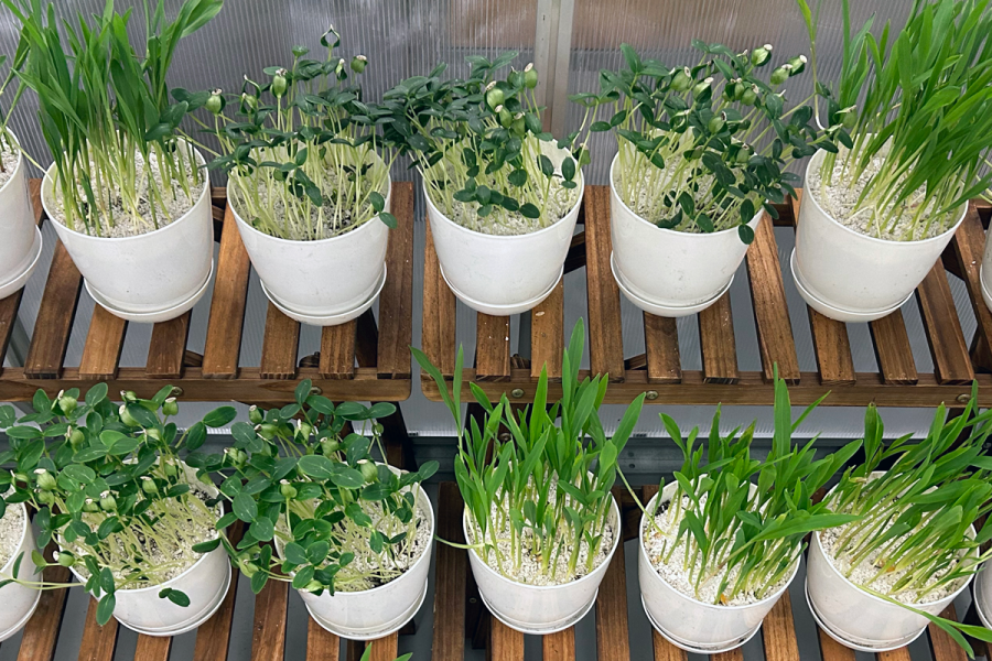 2 row of plants in the green house