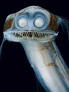 telescope fish allegedly