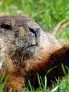 Groundhog.