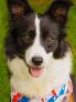 Juno, the Sindecuse Health Center therapy dog