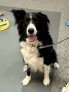 Riley the Therapy Dog