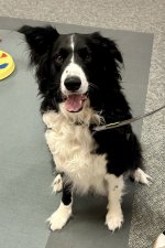 Riley the Therapy Dog