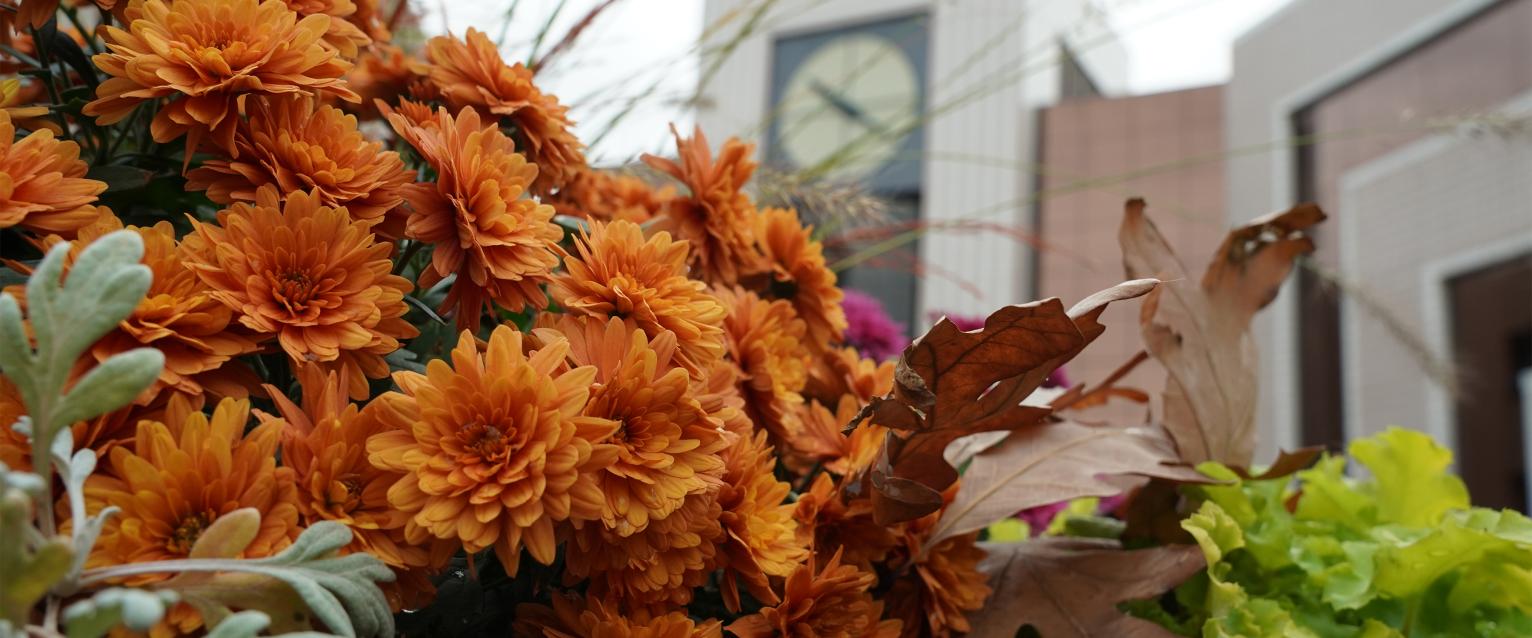 Fall flowers on campus