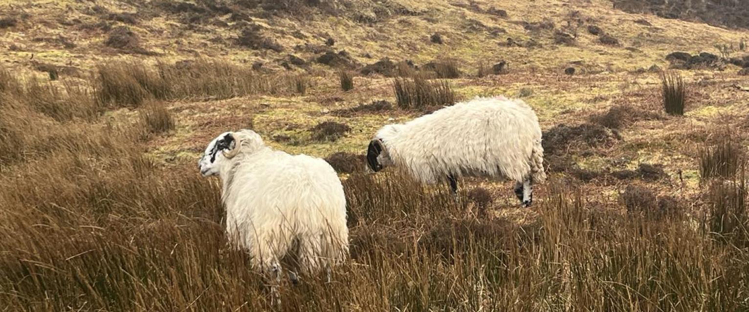 Sheep in a field