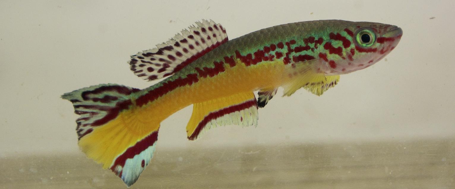 fish