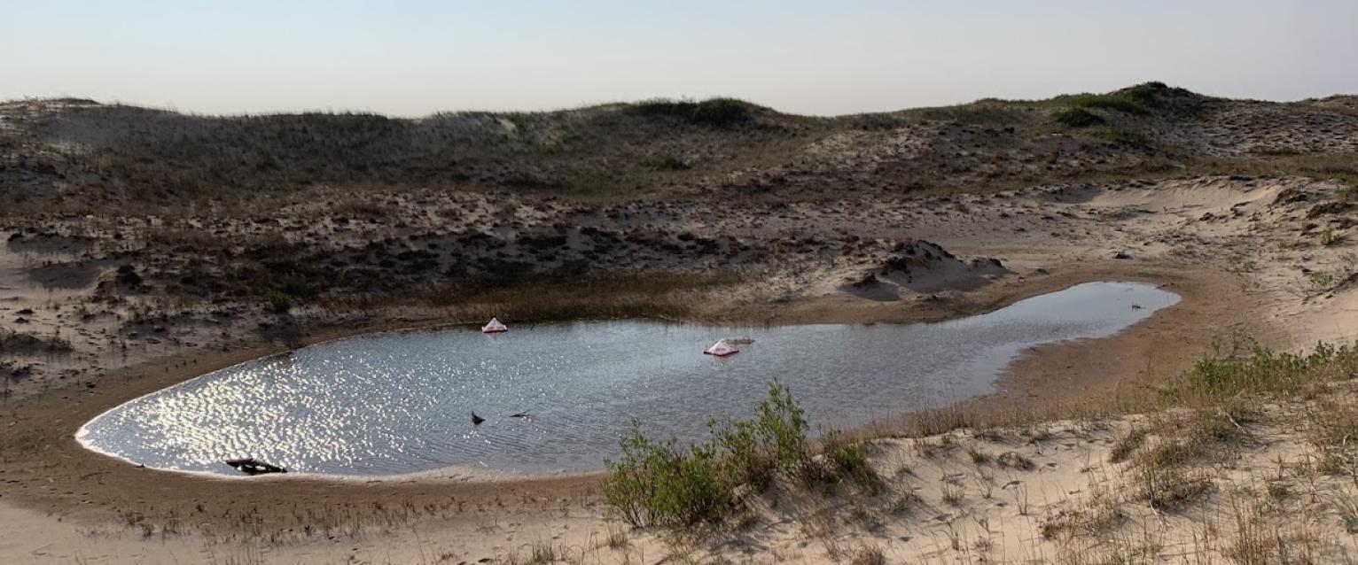 interdunal wetland with emergence traps