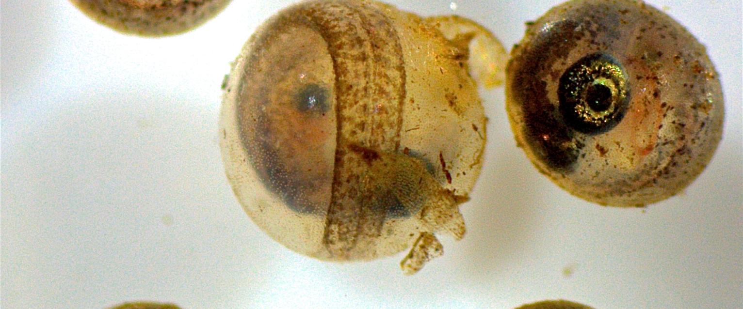 fish eggs