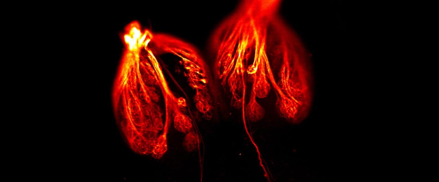 close up of cellular imaging