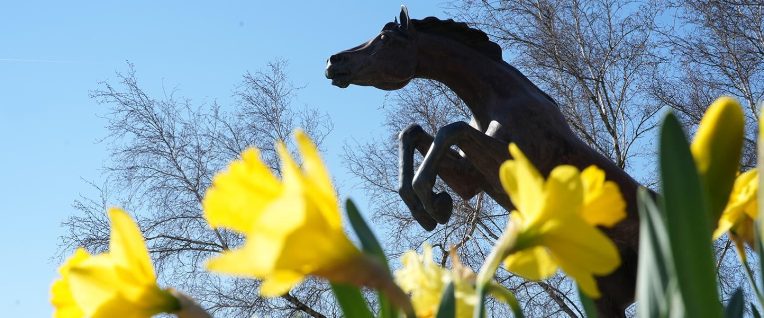 An image of a Bronco statue with yellow flowers in the foreground