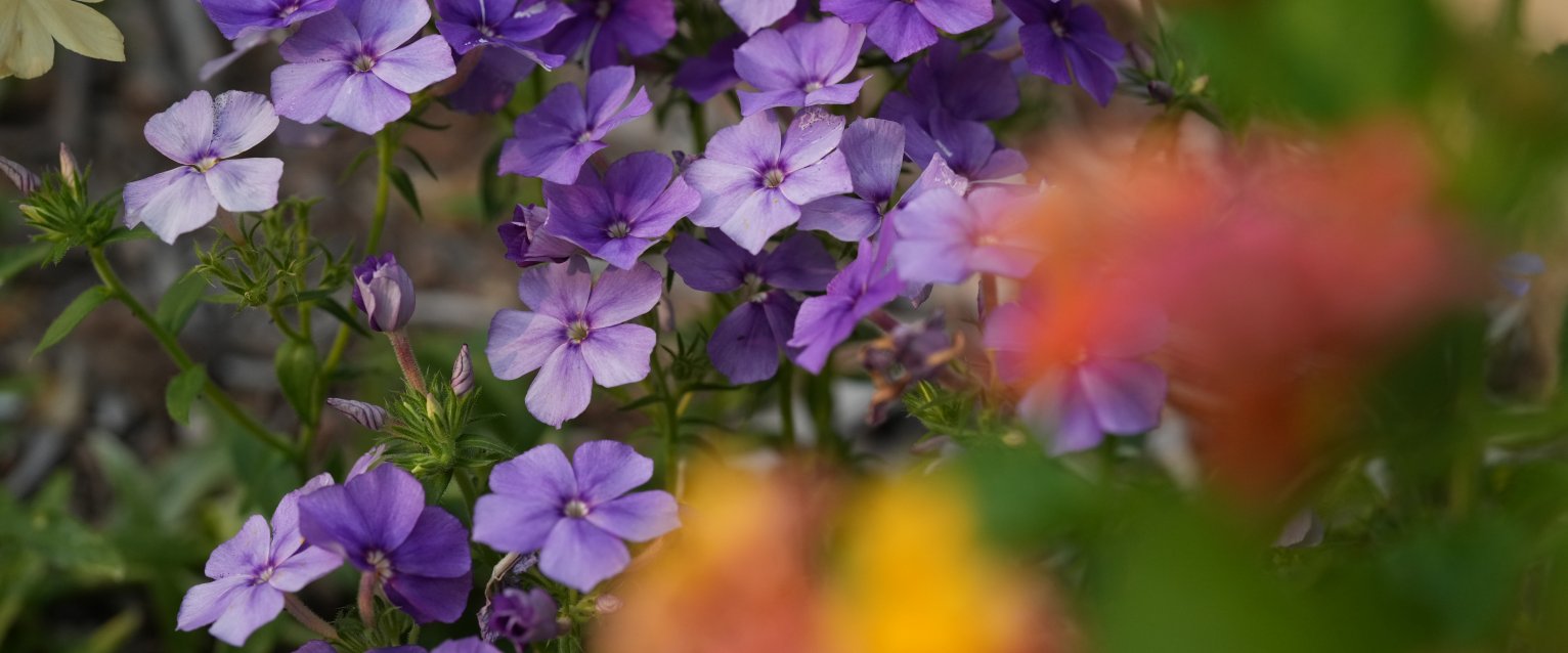 summerflowers