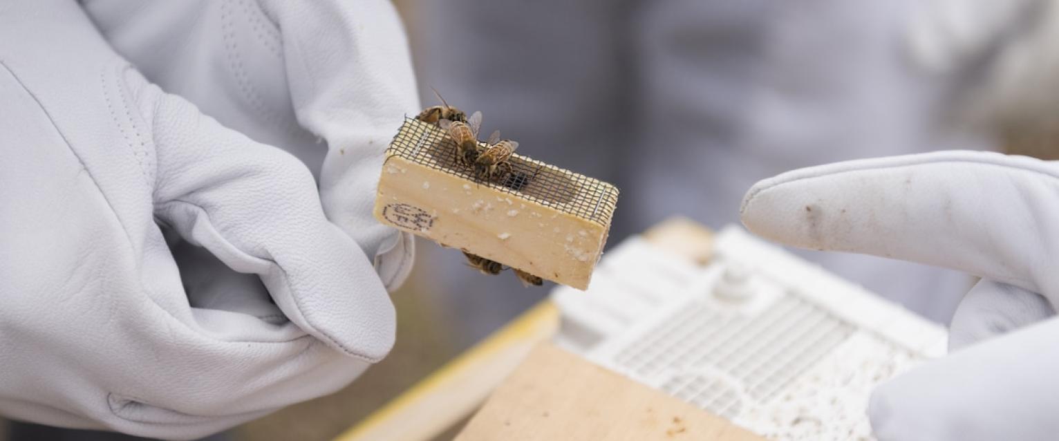 Bee worker