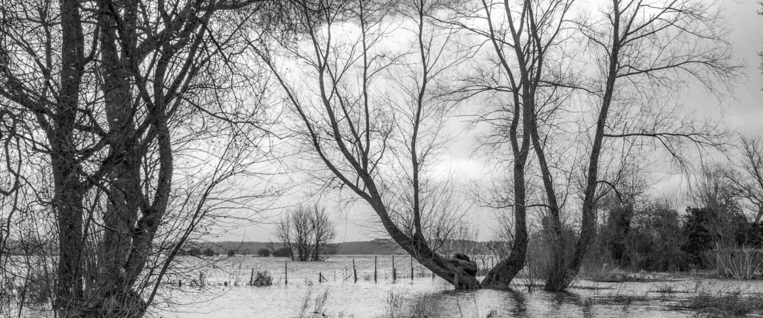 A black and white image of trees branches sticking up from a flooded plain, with a wooden bench partially submerged in the foreground.