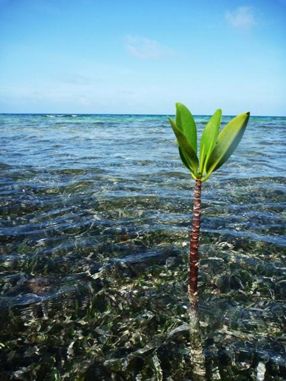 Ocean in Belize.