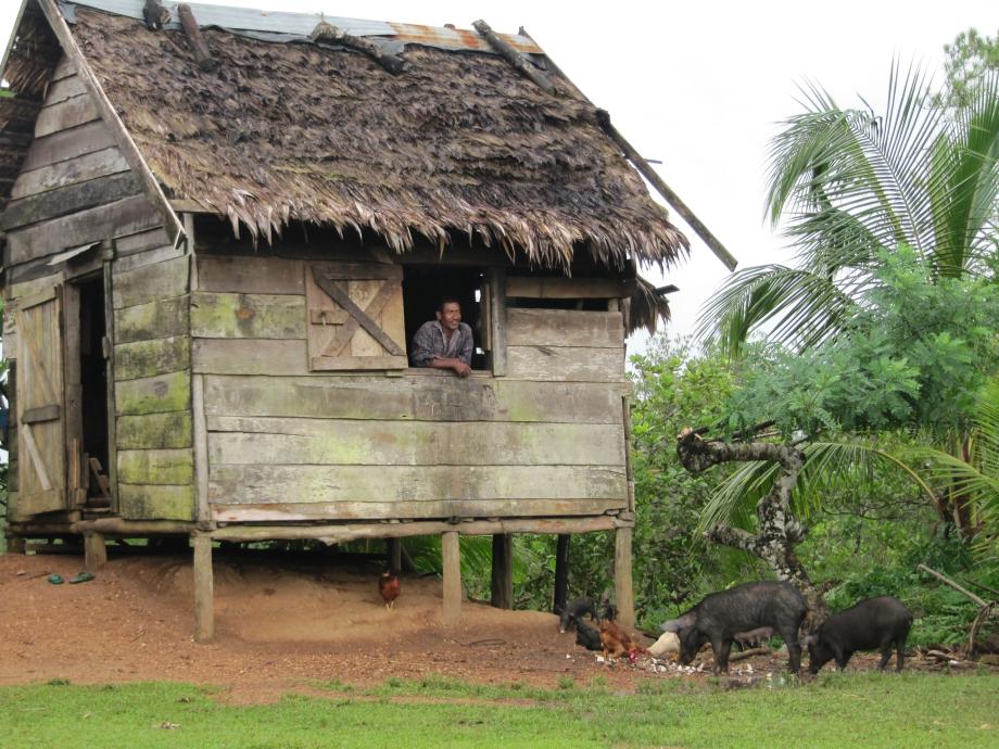 Animals in Puerto Cabezas, Nicaragua.