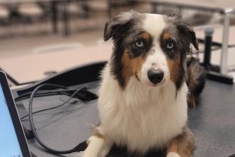 An image of the top dog at the AABP program through the Psychology Department.