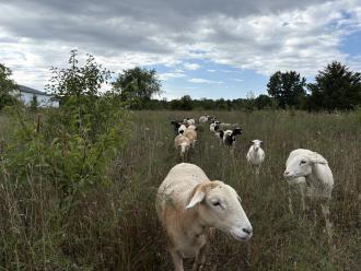 Tending Tilth Flock