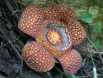 The Rafflesia plant