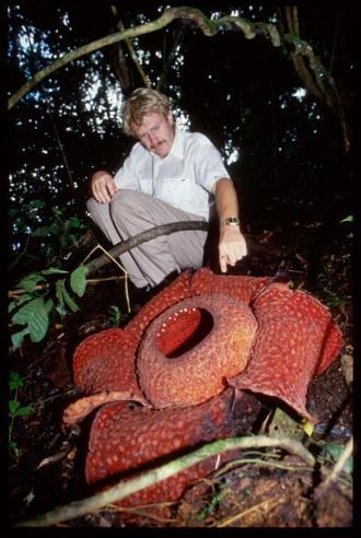 Dr. Trond Schumacher, University of Oslo, Norway, collaborates with Barkman to study this incredible plant.