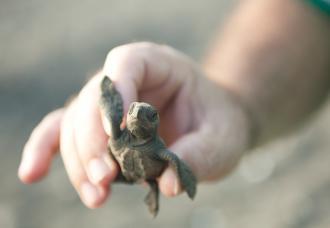A baby turtle about to make its journey to the ocean in Ostinal, Costa Rica